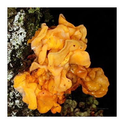 Tremella aurantia