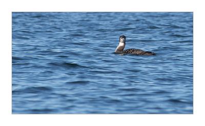 Mobelha-grande --- Great Northern Loon --- (Gavia immer)