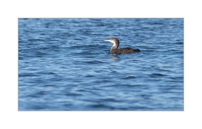 Mobelha-grande --- Great Northern Loon --- (Gavia immer)