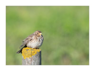 Trigueirão --- Corn Bunting --- (Miliaria calandra)