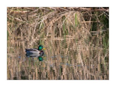 Pato-real --- Mallard --- (Anas platyrhynchos)