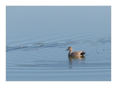 Frisada --- Gadwall --- (Anas strepera)