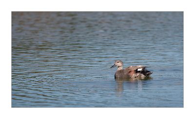 Frisada --- Gadwall --- (Anas strepera)