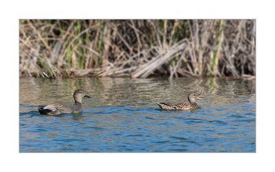 Frisada --- Gadwall --- (Anas strepera)