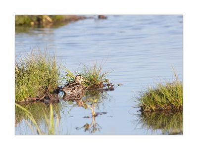 Narceja --- Snipe --- (Gallinago gallinago)