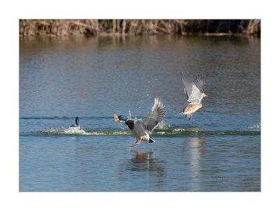 Pato-real --- Mallard --- (Anas platyrhynchos)