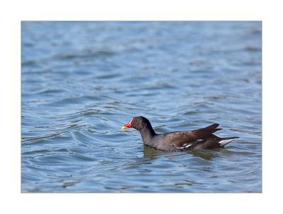 Galinha-d’água --- Moorhen --- (Gallinula chloropus)