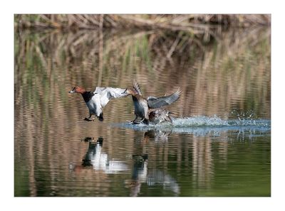 Zarro --- Pochard --- (Aythya ferina)