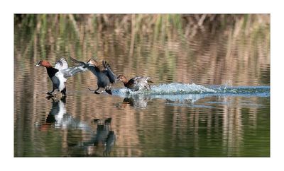 Zarro --- Pochard --- (Aythya ferina)
