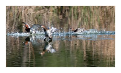 Zarro --- Pochard --- (Aythya ferina)