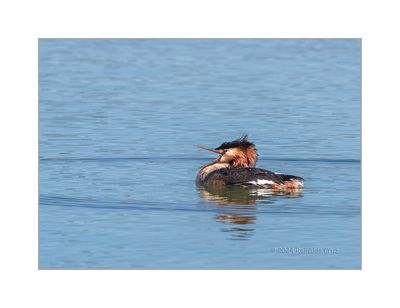 Mergulhão-de-poupa --- Great-crested Greb --- (Podiceps cristatus)