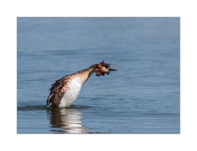 Mergulhão-de-poupa --- Great-crested Greb --- (Podiceps cristatus)