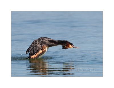 Mergulhão-de-poupa --- Great-crested Greb --- (Podiceps cristatus)