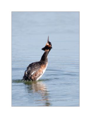 Mergulhão-de-poupa --- Great-crested Greb --- (Podiceps cristatus)