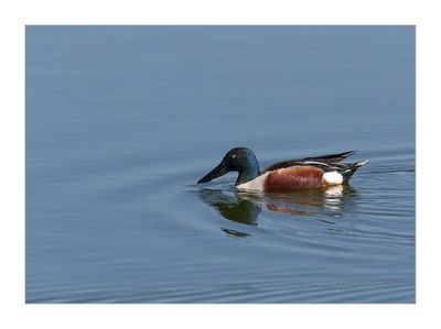 Pato-colhereiro --- Shoveler --- (Anas clypeata)
