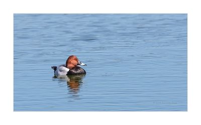 Zarro --- Pochard --- (Aythya ferina)