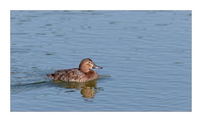 Zarro --- Pochard --- (Aythya ferina) Female