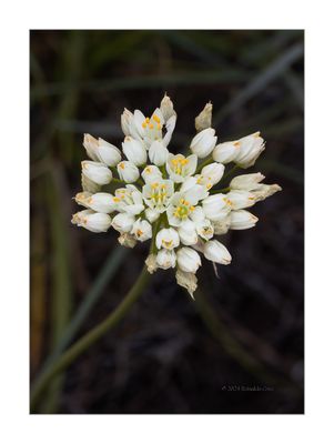 Alho-rosado --- Rosy Garlic --- (Allium roseum) 