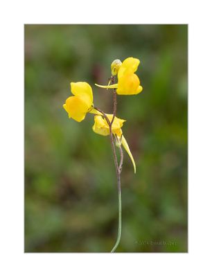  Ansarina-dos-campos  -  Linaria spartea