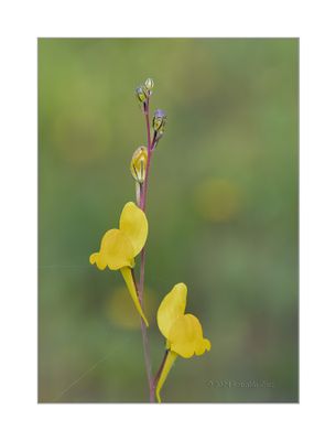  Ansarina-dos-campos  -  Linaria spartea