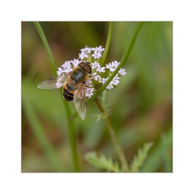 Centranthus calcitrapae with Eristalis arbustorum - Calcitrapa com o dptero Eristalis arbustorum