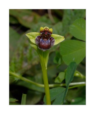 Ophrys bombyliflora  -  erva-mosca