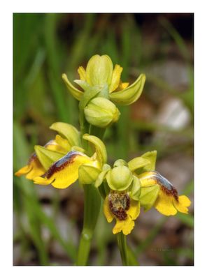 Ophrys lutea  -  Erva-vespa