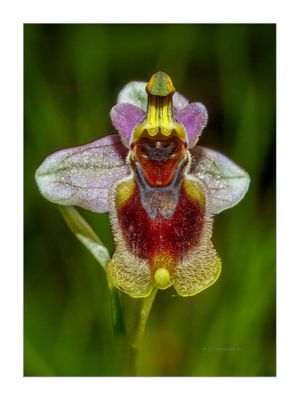 Ophrys tenthredinifera  -   Erva-abelho