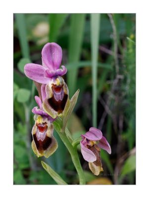 Ophrys tenthredinifera  -   Erva-abelho