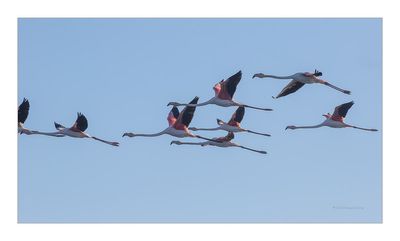 Flamingo  ---  Greater Flamingo  ---  (Phoenicopterus roseus)