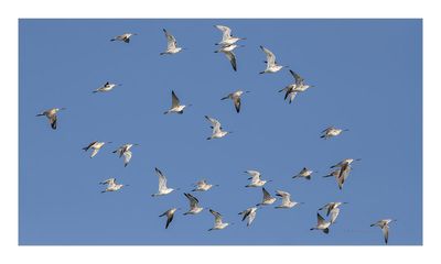 Fuselo  ---  Bar-tailed Godwit  ---  (Limosa lapponica)