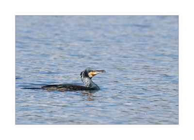 Corvo-marinho  ---  Cormorant  ---  (Phalacrocorax carbo)