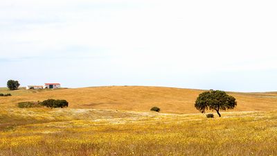 Landscape