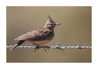 Cotovia-de-poupa --- Crested Lark --- (Galerida cristata)