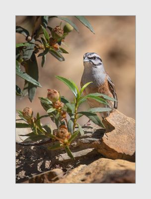 Cia --- Rock Bunting --- (Emberiza cia)