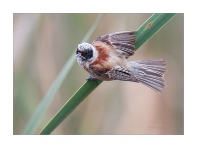 Chapim-de-mascarilha --- Pendulin Tit --- (Remiz pendulinus)