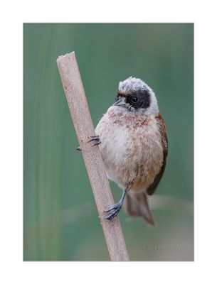 Chapim-de-mascarilha --- Pendulin Tit --- (Remiz pendulinus)