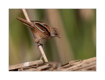 Chapim-de-bigodes --- Bearded Reedling --- (Panurus biarmicus)