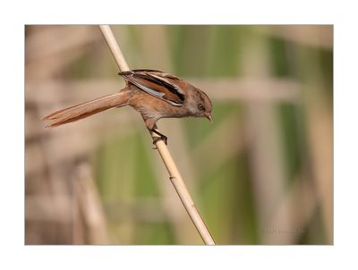 Chapim-de-bigodes --- Bearded Reedling --- (Panurus biarmicus)