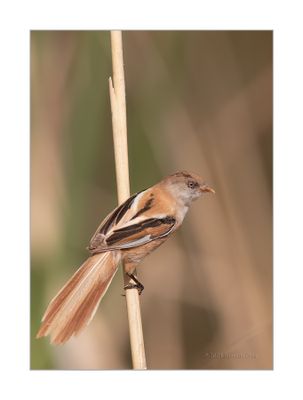 Chapim-de-bigodes --- Bearded Reedling --- (Panurus biarmicus)