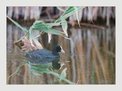 Galeirão --- Coot --- (Fulica atra)