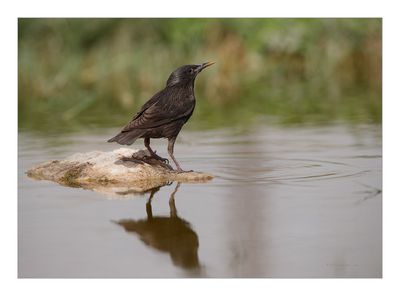 Estorninho-preto --- Spotless Starling --- (Sturnus unicolor)