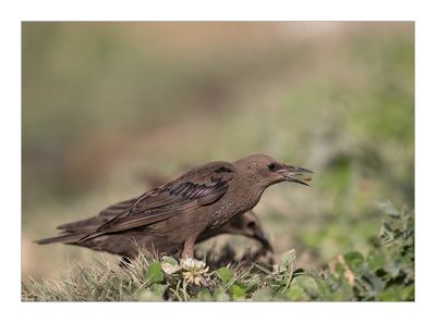 Estorninho-preto --- Spotless Starling --- (Sturnus unicolor)