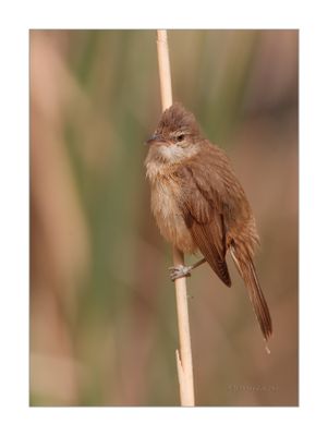 Rouxinol-grande-dos-caniços --- Great Reed Warbler --- (Acrocephalus arundinaceus)