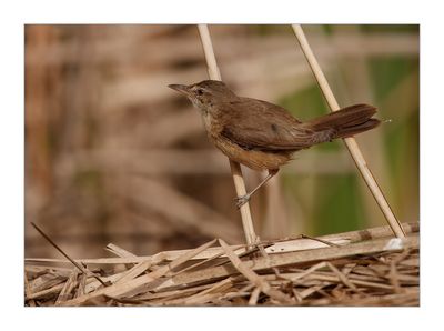 Rouxinol-grande-dos-caniços --- Great Reed Warbler --- (Acrocephalus arundinaceus)
