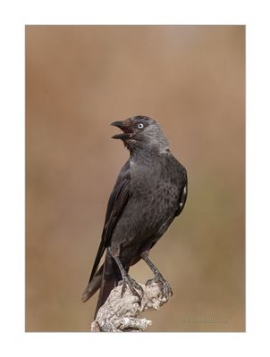 Gralha-de-nuca-cinzenta --- Jackdaw --- (Corvus monedula)