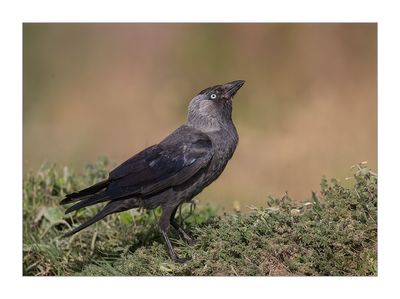 Gralha-de-nuca-cinzenta --- Jackdaw --- (Corvus monedula)