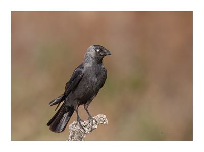 Gralha-de-nuca-cinzenta --- Jackdaw --- (Corvus monedula)