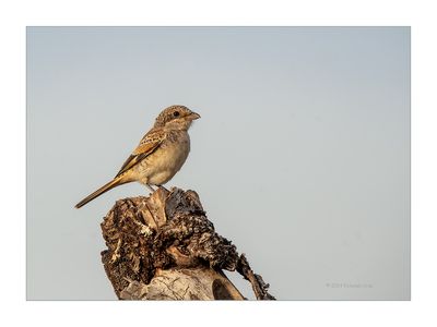 Picanço-barreteiro --- Woodchat Shrike --- (Lanius senator)