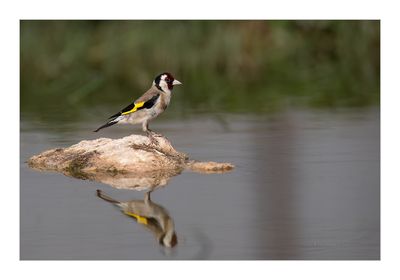 Pintassilgo --- Goldfinch --- (Carduelis carduelis)